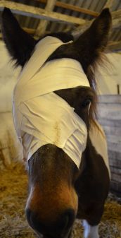 Sygeophold for heste, sygefold, pleje af syg hest, opstaldning af skadet hest