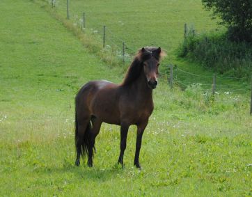 Islandsk hest til salg konkurrence